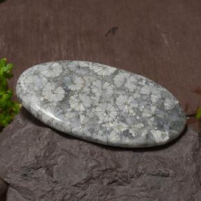 43.97克拉天然多色珊瑚，椭圆形切割，45.6×25.8毫米，不透明