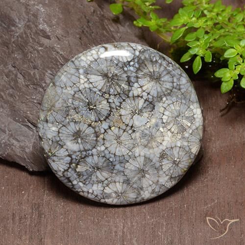 54.18ct 天然 彩色 珊瑚, 圆形的, 不透明