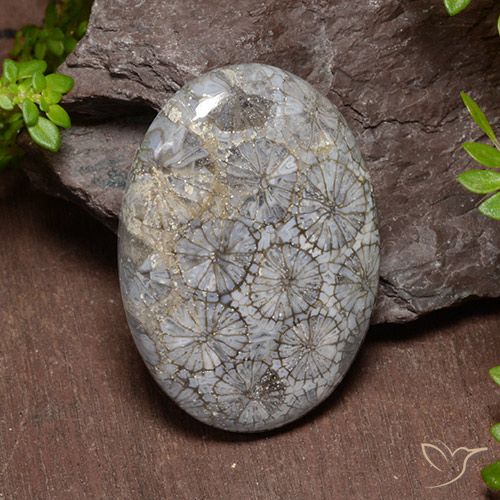 43.74ct 天然 彩色 珊瑚, 椭圆形, 不透明