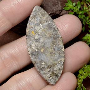 36.99克拉天然珊瑚，榄尖形，不透明