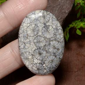 34.23克拉天然珊瑚，椭圆形切割，不透明