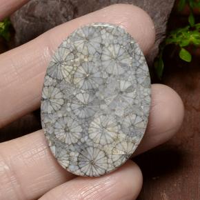 34.23克拉天然珊瑚，椭圆形切割，不透明