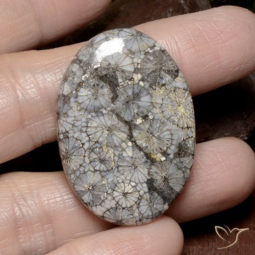 49.51ct 天然 彩色 珊瑚, 椭圆形, 不透明