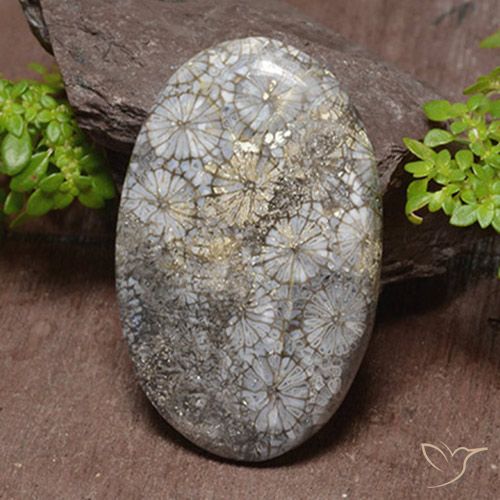 46.22ct 天然 彩色 珊瑚, 椭圆形, 不透明