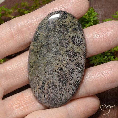 66.42ct 天然 彩色 珊瑚, 椭圆形, 不透明