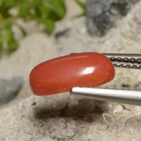 1.73克拉天然珊瑚，椭圆形切割，不透明