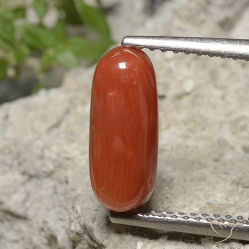 2.15ct 天然 中橙 珊瑚, 椭圆形, 不透明