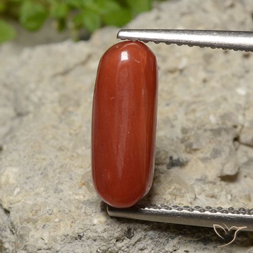 2.26ct 天然 中红 珊瑚, 椭圆形, 不透明