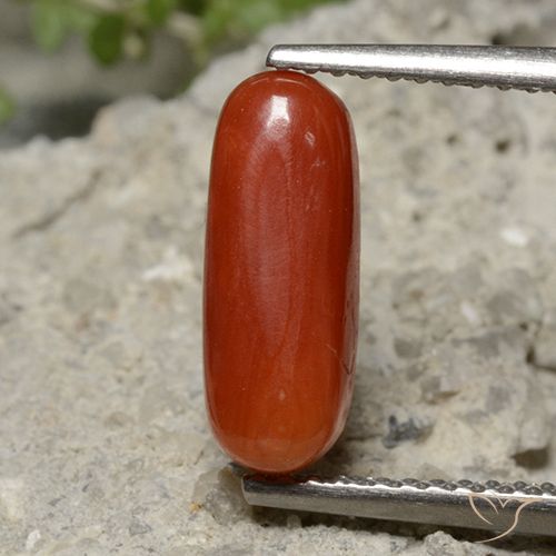 2.13ct 天然 中红 珊瑚, 椭圆形, 不透明