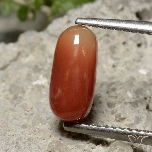 1.69ct 天然 中红 珊瑚, 椭圆形, 不透明