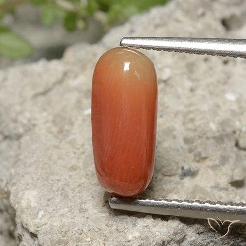 2.36ct 天然 火橙 珊瑚, 椭圆形, 不透明