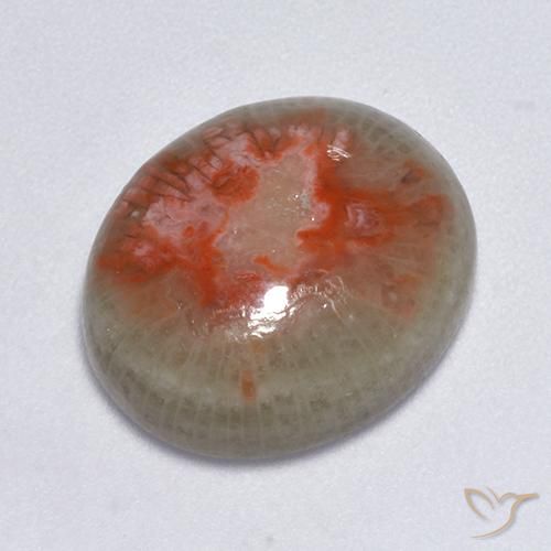 7.75ct 天然 彩色 珊瑚, 椭圆形, 半透明