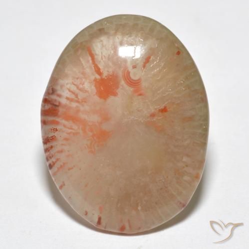 9.95ct 天然 彩色 珊瑚, 椭圆形, 半透明