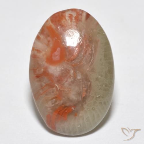 8.18ct 天然 彩色 珊瑚, 椭圆形, 半透明