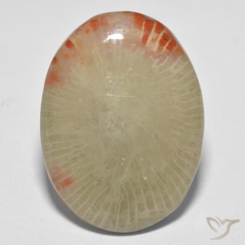 13.10ct 天然 彩色 珊瑚, 椭圆形, 半透明