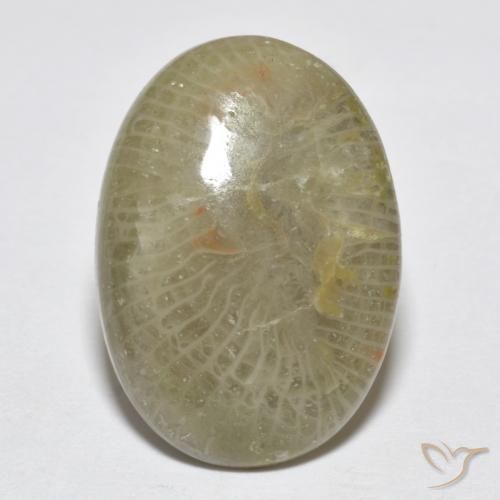 7.96ct 天然 彩色 珊瑚, 椭圆形, 不透明