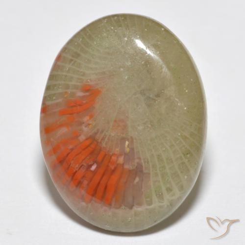 10.77ct 天然 彩色 珊瑚, 椭圆形, 半透明