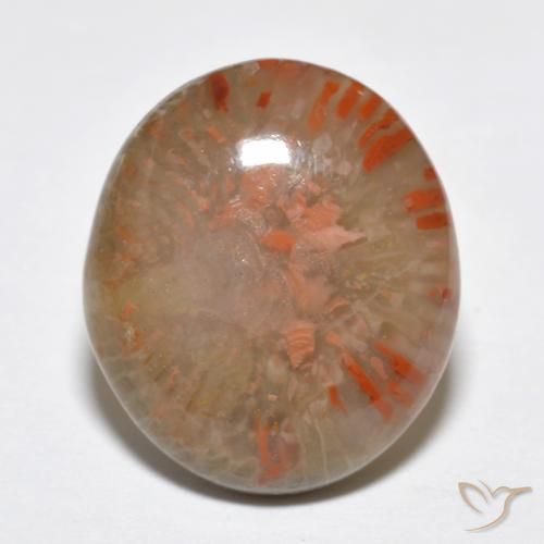 9.15ct 天然 彩色 珊瑚, 椭圆形, 半透明