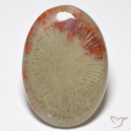 10.32ct 天然 彩色 珊瑚, 椭圆形, 半透明