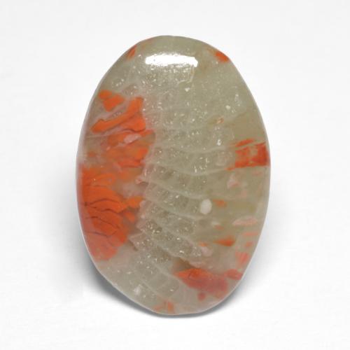 5.03克拉天然多色珊瑚，椭圆形切割，17.4×12毫米，半透明