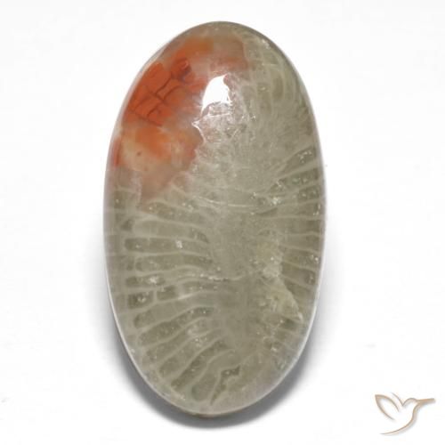 8.25ct 天然 彩色 珊瑚, 椭圆形, 半透明, Photo A