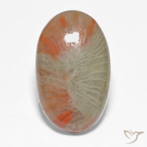 5.68ct 天然 彩色 珊瑚, 椭圆形, 半透明