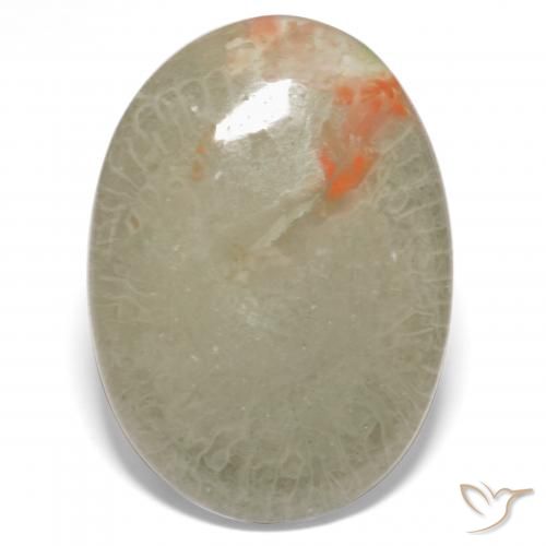 15.23ct 天然 彩色 珊瑚, 椭圆形, 半透明