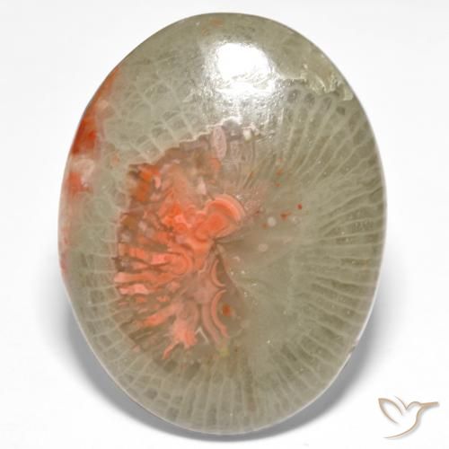 18.98ct 天然 彩色 珊瑚, 椭圆形, 半透明
