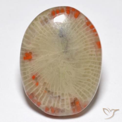 14.86ct 天然 彩色 珊瑚, 椭圆形, 半透明