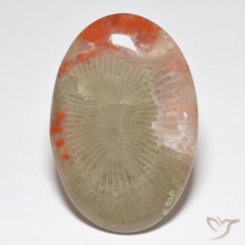 31.32ct 天然 彩色 珊瑚, 椭圆形, 半透明, Photo A