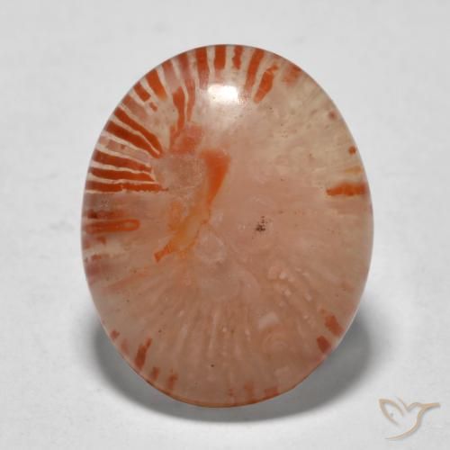 9.94ct 天然 彩色 珊瑚, 椭圆形, 半透明