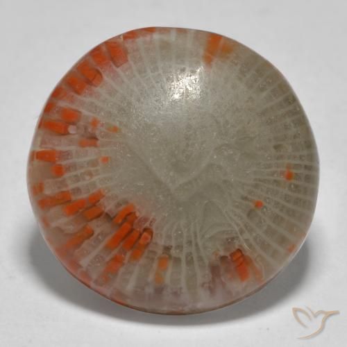 13.11ct 天然 彩色 珊瑚, 圆形的, 半透明, Photo A