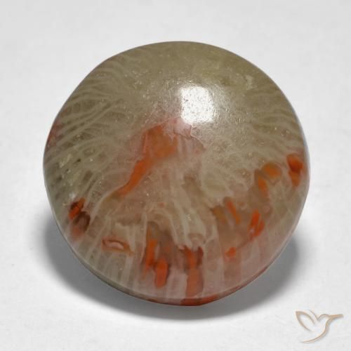 9.21ct 天然 彩色 珊瑚, 圆形的, 半透明