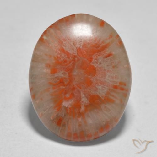 11.21ct 天然 彩色 珊瑚, 椭圆形, 半透明