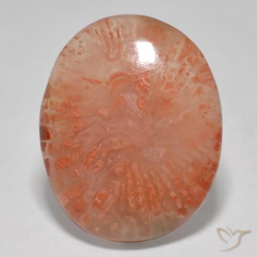 12.52ct 天然 彩色 珊瑚, 椭圆形, 半透明