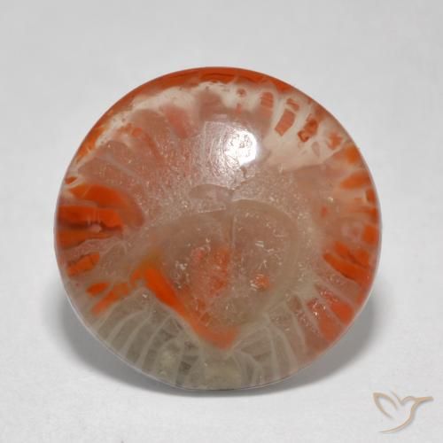 5.76ct 天然 彩色 珊瑚, 圆形的, 半透明
