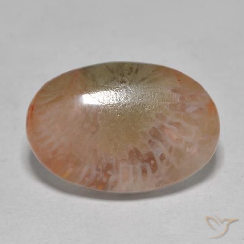 7.25ct 天然 彩色 珊瑚, 椭圆形, 半透明