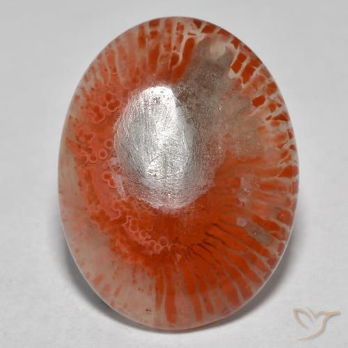 8.54克拉天然多色珊瑚，椭圆形切割，18.9×14.4毫米，半透明