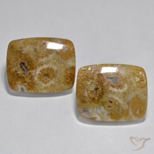 30.85ctw 天然 彩色 珊瑚, 软垫, 不透明