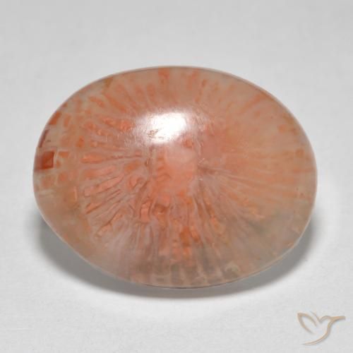 7.86ct 天然 彩色 珊瑚, 椭圆形, 半透明
