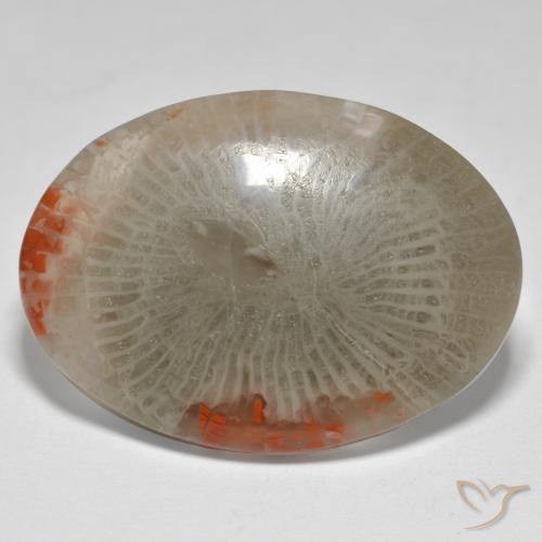 17.43ct 天然 彩色 珊瑚, 椭圆形, 不透明