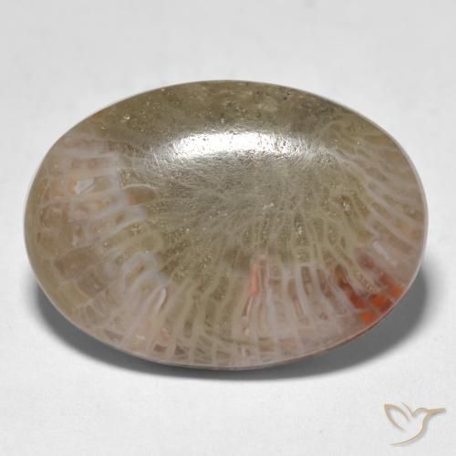 12.89ct 天然 彩色 珊瑚, 椭圆形, 半透明