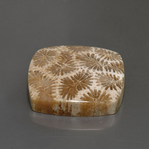 24.22克拉天然珊瑚化石，正方形，不透明