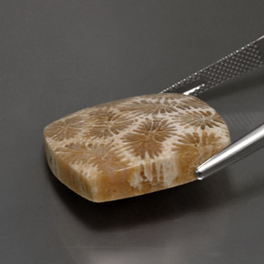 24.22克拉天然珊瑚化石，正方形，不透明