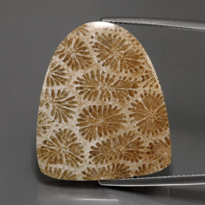 25.71克拉天然珊瑚化石，异形，不透明