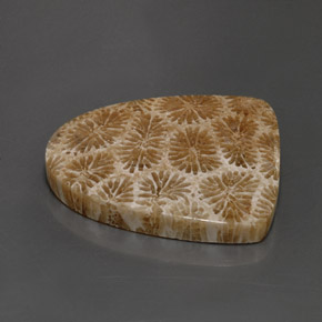 25.71克拉天然珊瑚化石，异形，不透明