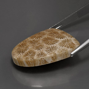 25.71克拉天然珊瑚化石，异形，不透明