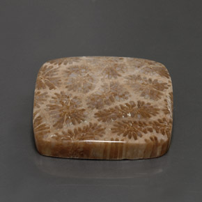 28.62克拉天然珊瑚化石，正方形，不透明