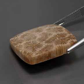 28.62克拉天然珊瑚化石，正方形，不透明