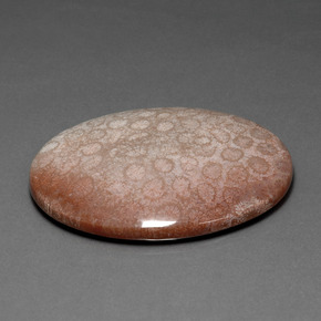 91.59克拉天然珊瑚化石，椭圆形切割，不透明